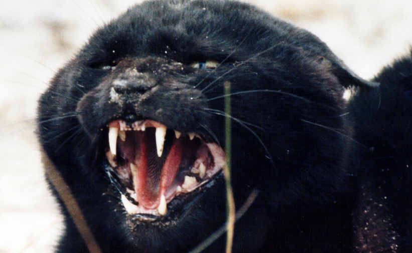 Feral cats are becoming an increasing problem at the Gemfields. Feral cats are becoming an increasing problem at the Gemfields.